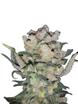 Sour Diesel - картинка 1