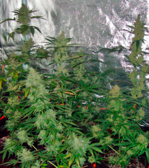 Green-O-Matic Auto - картинка 1