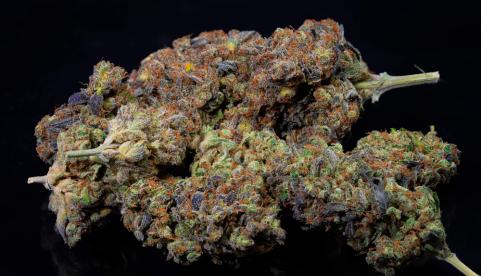 Tropicanna Banana - картинка 11