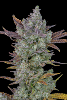 Gorilla Cookies Auto - картинка 6