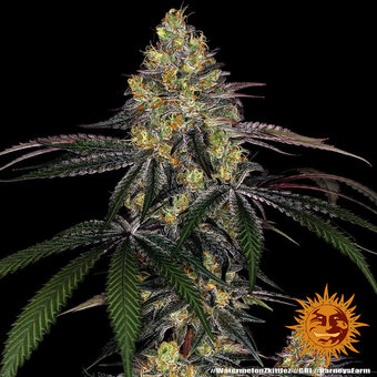 Watermelon Zkittlez - картинка 5