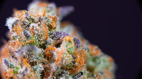 Tropicanna Banana - картинка 10