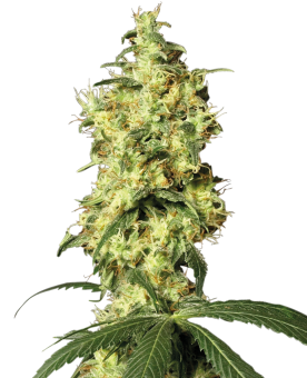 White Widow Auto - картинка 5