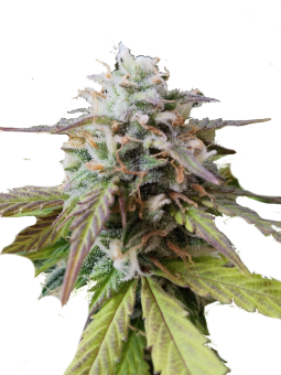 Auto Big Joy genetics - картинка 6