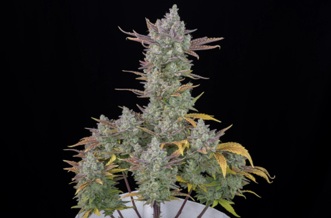 Gorilla Cookies Auto - картинка 8