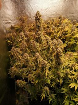 Auto Colorado Cookies - картинка 3