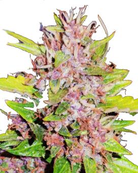 Blueberry Haze genetics fem - картинка 3