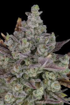 Gorilla Cookies Auto - картинка 3