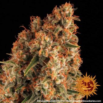 Orange Sherbert - картинка 9