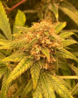 Auto Trichome & Cream - картинка 4