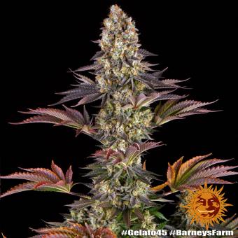 Gelato #45 - картинка 5