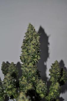 Allkush - картинка 3