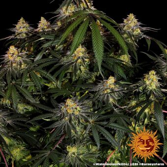 Watermelon Zkittlez - картинка 1