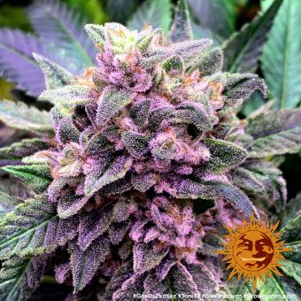 Gorilla Zkittlez - картинка 10