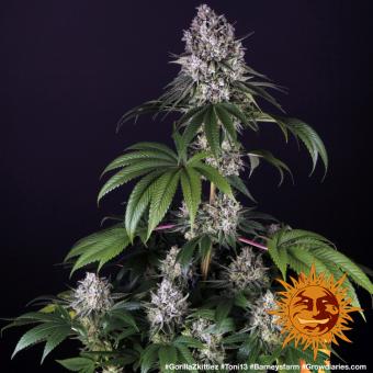 Gorilla Zkittlez - картинка 9