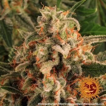 Orange Sherbert - картинка 8
