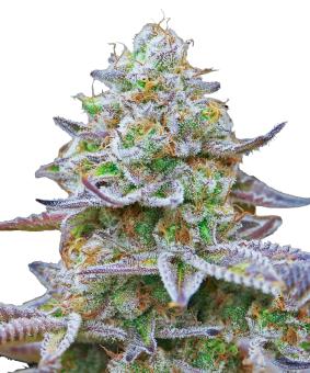 Gorilla Zkittlez - картинка 11