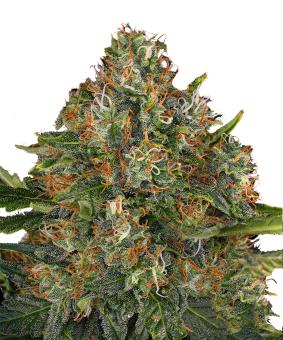 G13 Haze - картинка 5