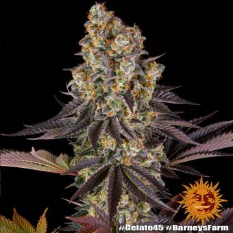 Gelato #45 - картинка 4