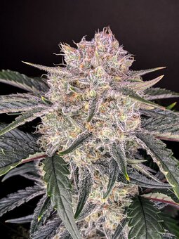 Strawberry Gorilla Auto - картинка 2