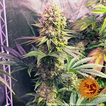 Gorilla Zkittlez - картинка 6