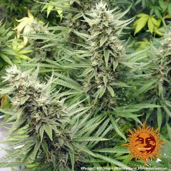 G13 Haze - картинка 3