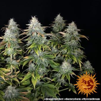 Orange Sherbert - картинка 5
