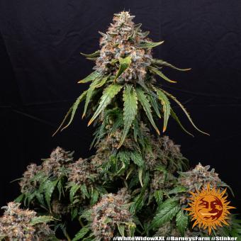 White Widow XXL - картинка 1