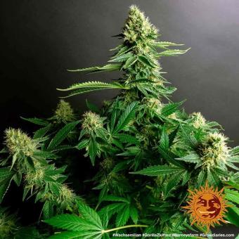 Gorilla Zkittlez - картинка 2