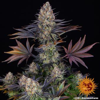 LSD - картинка 8