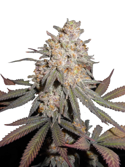 Green Crack Punch - картинка 8