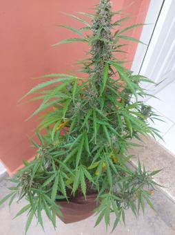 Auto Glue XXL genetics - картинка 1
