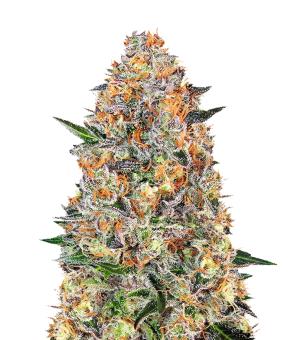 Bubba Kush - картинка 2
