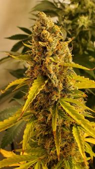 Green Poison XL Auto® - картинка 3