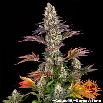 Gelato #45 - картинка 8