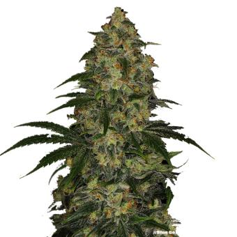 Blue Gelato 41 - картинка 9