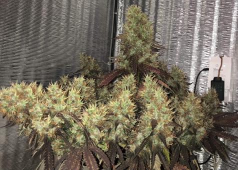 White Widow Auto - картинка 3