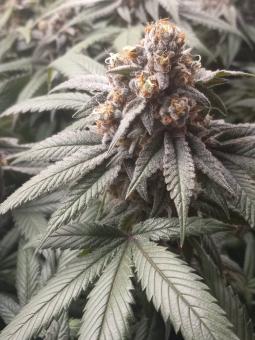 Sour Gorilla Genetics - картинка 1