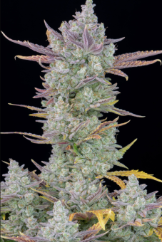 Gorilla Cookies Auto - картинка 7