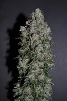 Allkush - картинка 6