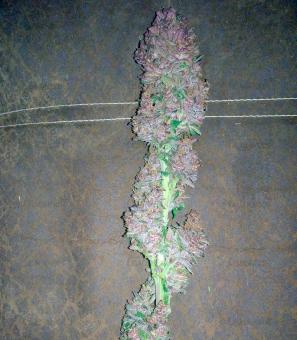 Bloody Skunk Auto - картинка 1