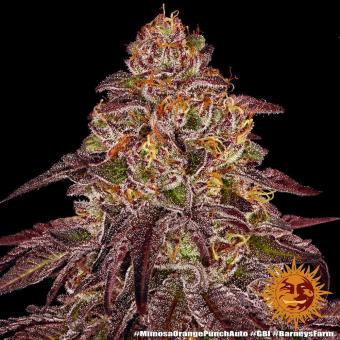 Mimosa x Orange Punch Auto - картинка 6