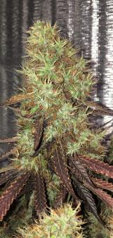 White Widow Auto - картинка 1