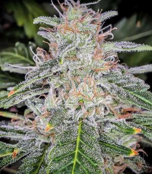 Blue Dream Auto - картинка 3