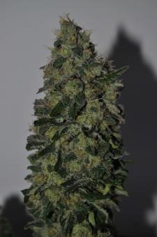Allkush - картинка 4