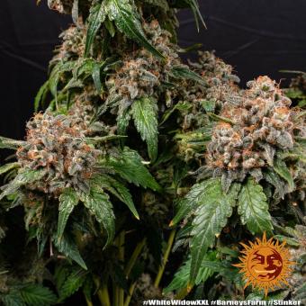 White Widow XXL - картинка 2