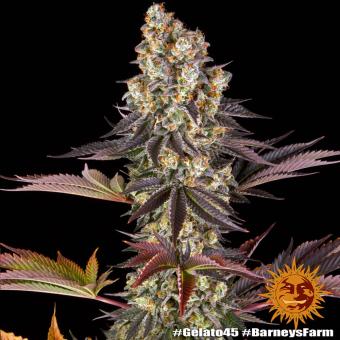 Gelato #45 - картинка 2