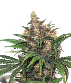 Master Kush Auto - картинка 7