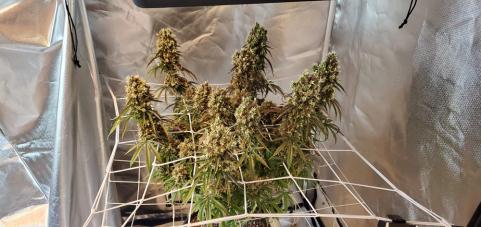 Zkittlez OG Auto - картинка 1