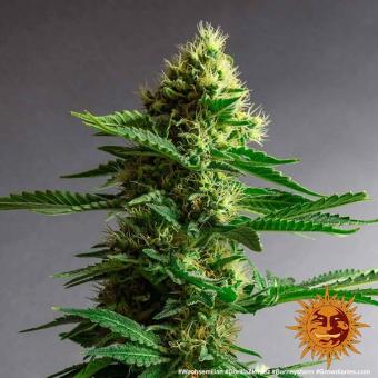 Gorilla Zkittlez - картинка 1